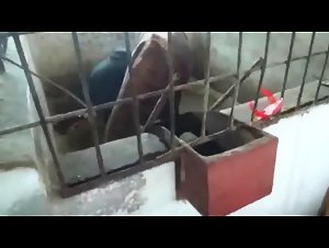 20 year old girl Katya spets on horses from TeamRussia Zoo